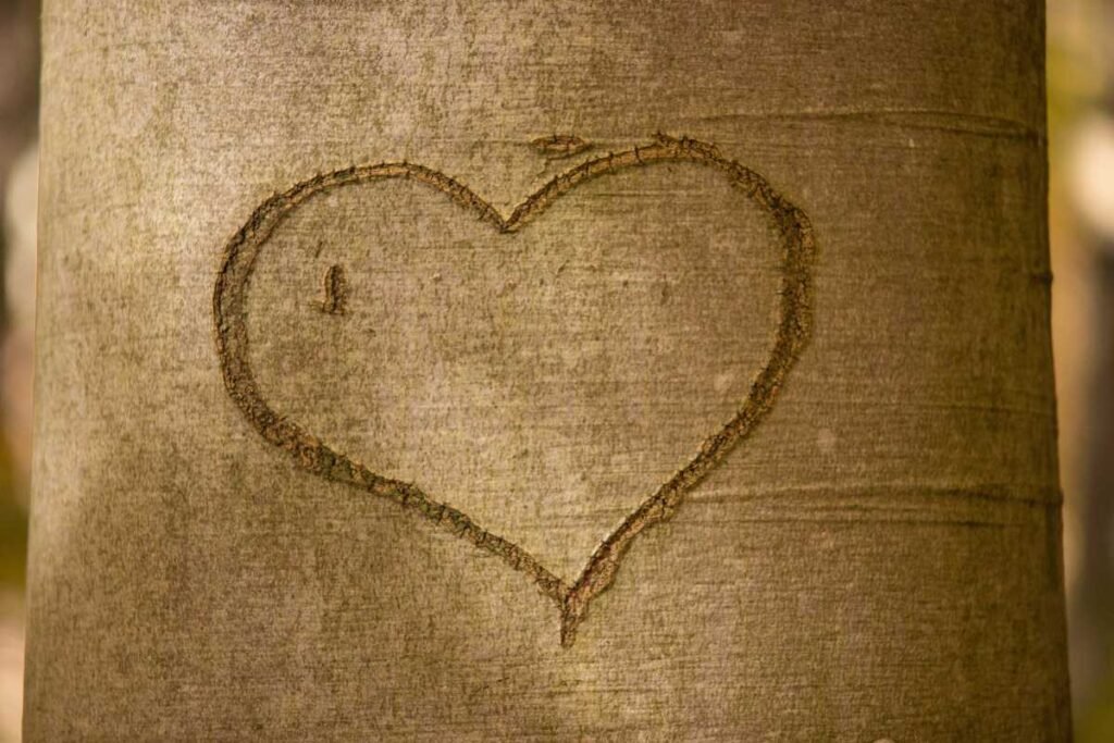 The Steady Heartbeat of Love: Why Consistency in Relationships is the Key to Lasting Love 2 Why Consistency in Relationships is the Key to Lasting Love heart
